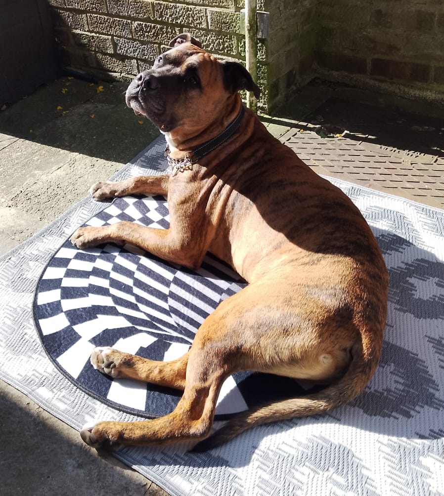 Arnie, a 5 years old male Mastiff available for adoption from Heathlands Animal Sanctuary in Hertfordshire