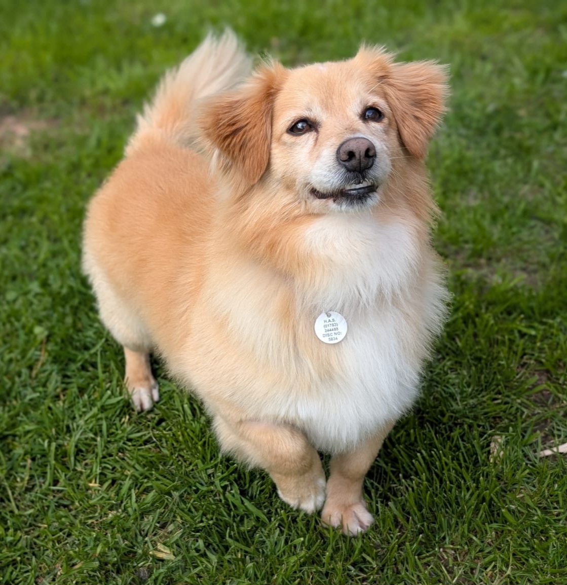 Ty, a 6 years old male Crossbreed available for adoption from Heathlands Animal Sanctuary in Hertfordshire