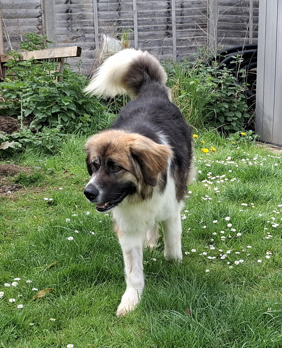 Georgia, a 1 year old female Crossbreed available for adoption from Heathlands Animal Sanctuary in Hertfordshire