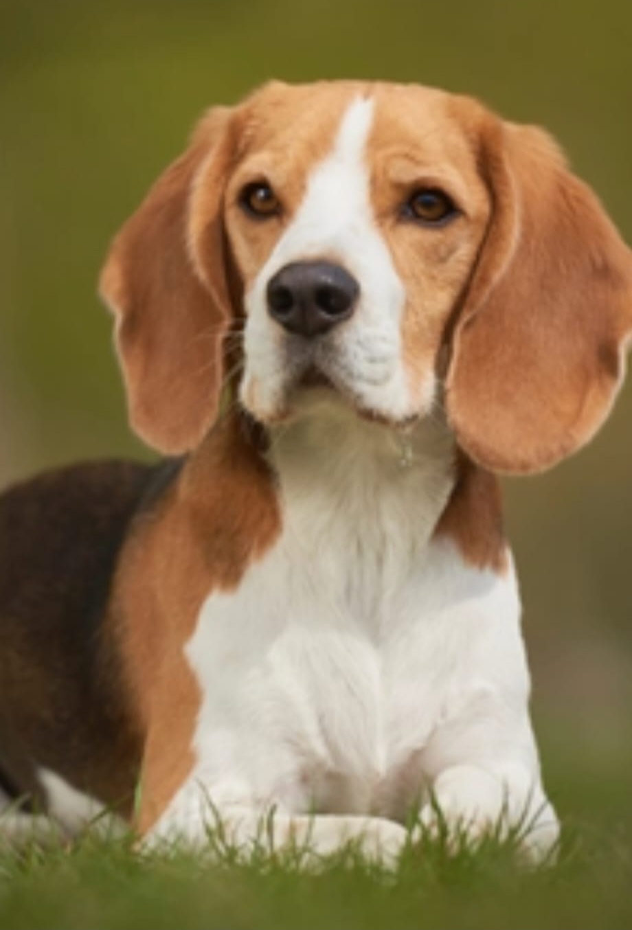 Muffin, a 6 years old female Beagle available for adoption from Heathlands Animal Sanctuary in Hertfordshire
