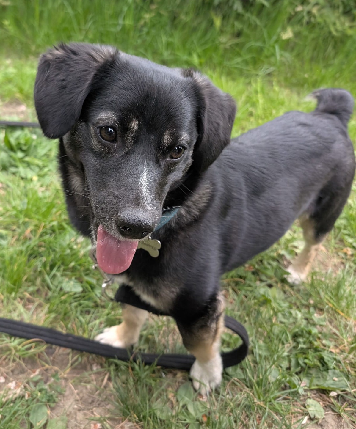Shadow, a 1 year old male Crossbreed available for adoption from Heathlands Animal Sanctuary in Hertfordshire